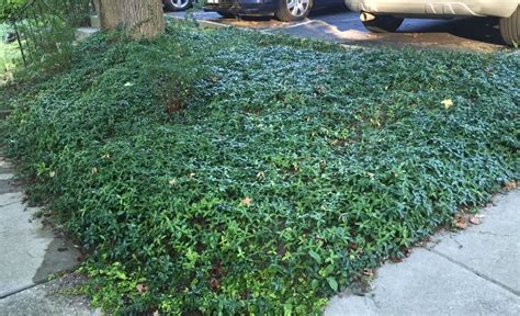 invasive ground covers   case  allowing periwinkle gardenrant