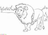 Singa Mewarnai Printable Lions Colorare Leone Lew Disegni Marimewarnai Supercoloring Africano Paud Tk Leoni Wspaniały Outline Drukuj Justcoloringbook Animals Bambini sketch template