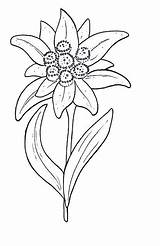 Edelweiss Flower Tattoo Coloring Clipart Printable Eidelweiss Klimt Pages Cliparts Flowers Edelweiß Austria Dessin Coloringpagesforadult Blanc Noir Et Enregistrée Embroidery sketch template