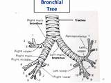 Bronchial Tree Anatomy Respiratory Choose Board sketch template