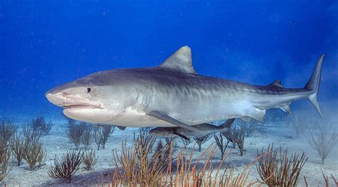 swimming  sharks fishtrackcom