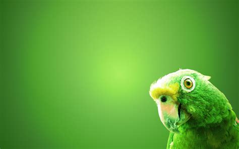 top  imagen parrot green background thpthoangvanthueduvn