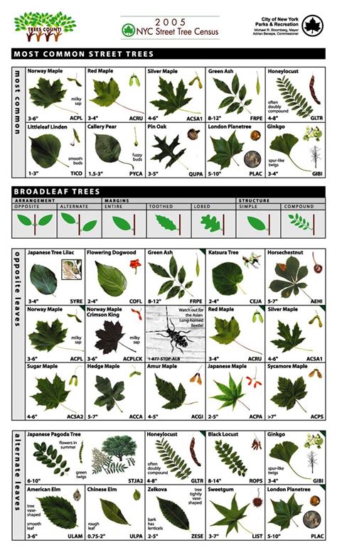 tree identification plants pinterest