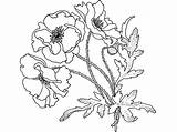 Poppies Poppy Maki Kolorowanki Dzieci Malvorlagen Bestcoloringpagesforkids Mohnblumen Remembrance Wydruku Flowering Papaveraceae Mohn sketch template