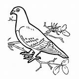Pigeon Designlooter Tippler sketch template