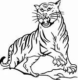 Tiger Coloring Bengal Printable Pages Getcolorings sketch template
