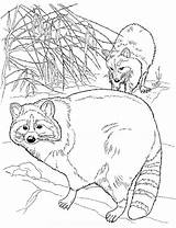 Coloring Raccoon Color Popular sketch template