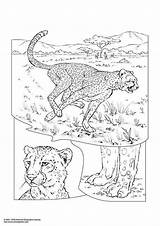 Cheetah Printen Luipaard Tekeningen Afb Tekening Slijm Dieren Leopardo Cheetahtravel Schoolplaten Downloaden Uitprinten sketch template