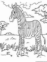 Coloring Pages Printable Zebra Kids Color Animal Sheets African Book Colouring Gorilla Animals Bokito Big Zebras Paint Girls Activity Toddler sketch template