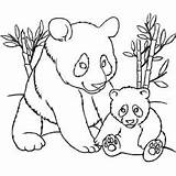 Panda Coloring Baby Color Print Bear Pandas Pages Printable Momma Colour Sheet Little Kids Template Cute Activity Ones Hunting Search sketch template