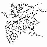 Grapes Coloring Grapevine Pages Bunch Lovely Grape Printable Raisin Ones Little sketch template