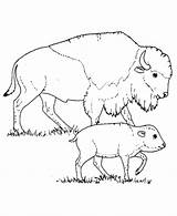 Buffalo Bison Coloring Pages Animals Wild Drawing American Baby Animal Native North Calf Printable Mother Wildlife Teepee America Clipart Colouring sketch template