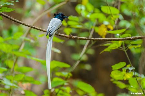 indian paradise flycatcher terpsiphone paradisi photovaliant