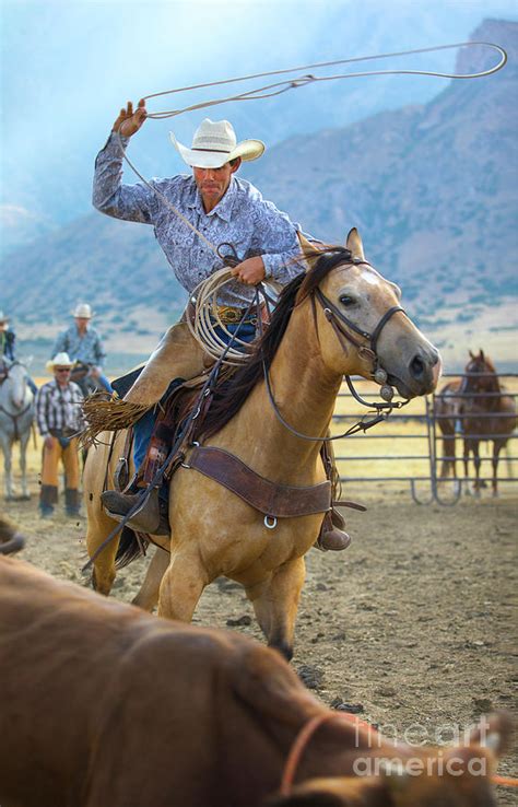 cowboy roping  steer photograph  diane diederich pixels