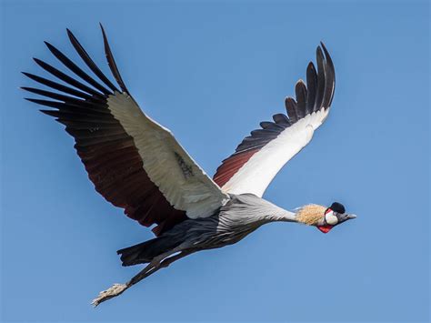 gray crowned crane ebird