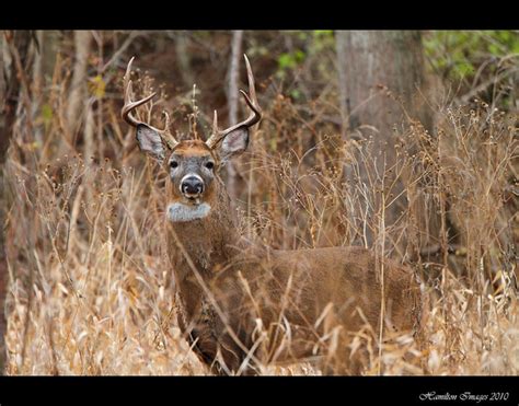 large  point buck flickr photo sharing