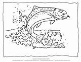 Trout Coloring Fish Rainbow Outline Pages Water Drawing Printable Color Line Animal Koi Kids Lake Splashing Clipart Sheet Getdrawings Wildlife sketch template