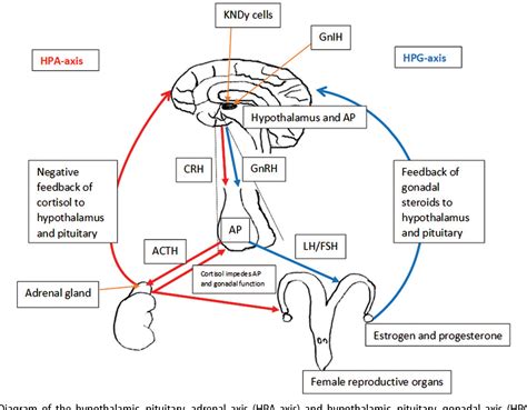 Diagram Hypothalamus Endocrine System Aflam Neeeak