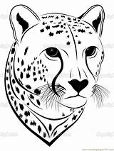 Cheetah Coloring Face Pages Printable Drawing Tattoo Head Print Easy Color Mammals Stock Animal Vector Running Gt Drawings Amp Illustration sketch template