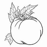 Tomato Coloring Pages Color Ripened Toddler Will Top sketch template