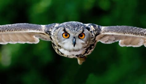 animal symbolism owl meaning  whats  signcom