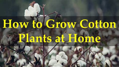 grow cotton plants  home youtube
