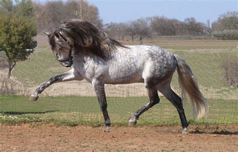 andalusian horse breed information history  pictures