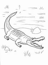 Krokodil Malvorlage Crocodile Cocodrilo Colorear Malvorlagen Onshore Tierra Colorkid Ausmalen Salvajes Veio Animali Llegado Selvatici Selvagens Coloriages sketch template