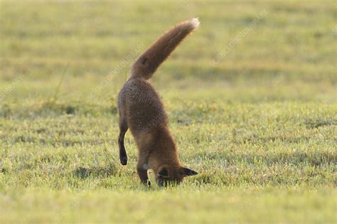 Red Fox Pounding On Prey Stock Image C040 5924 Science Photo Library