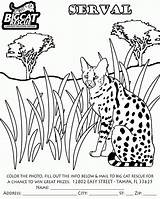 Coloring Pages Caracal Serval Cat Popular Library Clipart sketch template