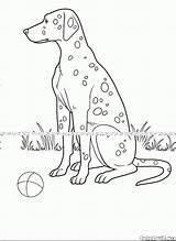 Dog Coloring Spotted Dogs Pages Printable Colorkid Animals sketch template