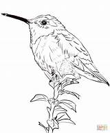 Hummingbird Coloring Realistic Pages Allen Hummingbirds Drawing Coloringbay Categories sketch template