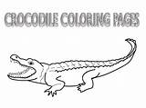 Krokodil Crocodiles Alligator Bestcoloringpagesforkids Croc Popular Coloringhome sketch template