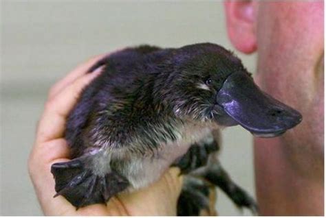 platypus orphaned baby platypup rescued