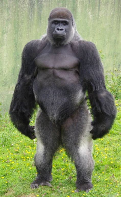 ВЕК МЛЕКОПИТАЮЩИХ Происхождение генетика и морфология горилл