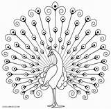 Peacock Coloring Pages Drawing Line Printable Kids Birds Cool2bkids Sheet Drawings Indian Peacocks Outline Simple Pic Craft Embroidery Sketch Painting sketch template