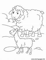 Coloring Sheep Pages Printable sketch template