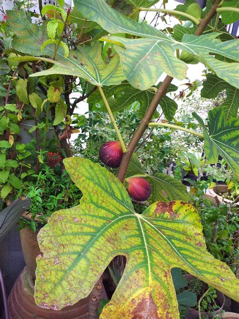 edible garden landscape planting common fig tree ficus carica  hot