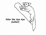 Aye Coloring Getcolorings Lemur sketch template
