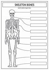 Skeleton Bones Worksheet Printable Worksheets Bone Human Diagram Unlabeled Skull Worksheeto Via sketch template