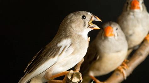 birds  babies learn  talk   yorker
