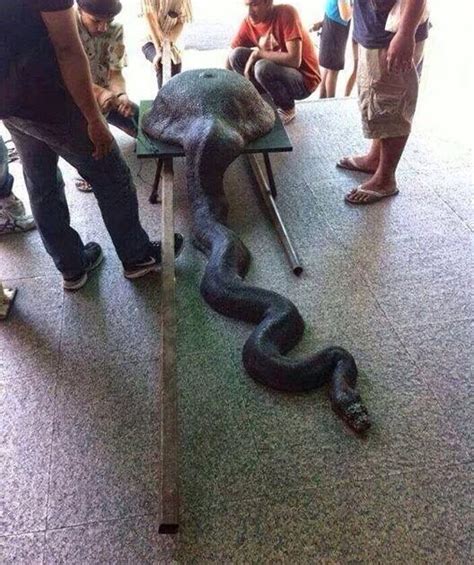 twitter picture of a python swallowing a wok might not be as it seems