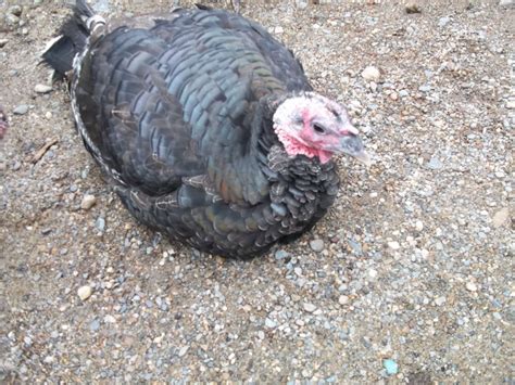 sexing broad breasted bronze turkeys with updated pics