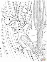 Cactus Coloring Pages Saguaro Wren Printable Kids Nest Birds Color Supercoloring Drawing Desert Choose Board Bird sketch template