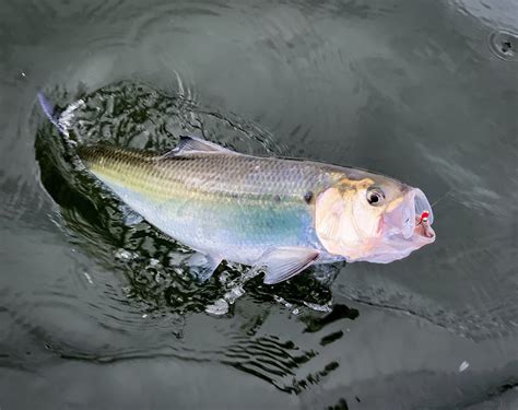 latest fly fishing news  reports shad  whats   dinner