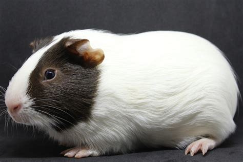 guinea pig breeds  types  guinea pigs petreview