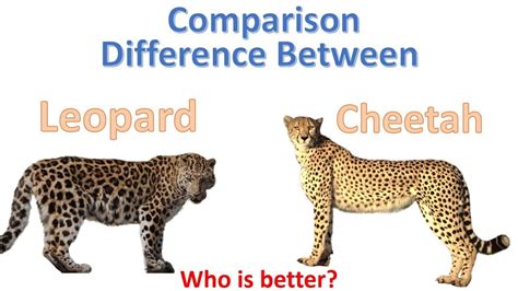 difference  cheetah  leopard rightquotesallcom