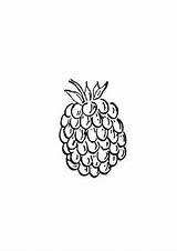 Himbeere Ausmalbild Beeren Ausdrucken Obst sketch template