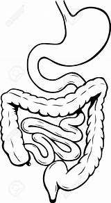 Digestive System Clipart Human Internal Vector Drawing Intestine Coloring Illustration Parts Body Pages Stock Kids Small Worksheet Depositphotos Clipartmag Clipground sketch template