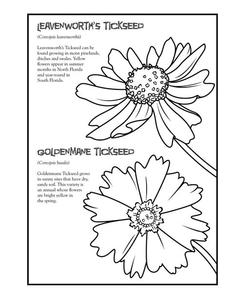 florida wildflower coloring book florida department  agriculture
